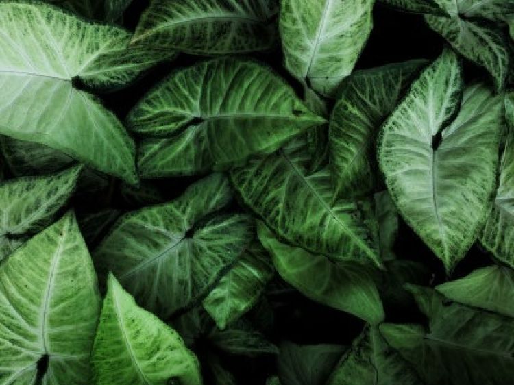 3ed00f3c790a5de39b717d899096b610 client id602a1f2d398ca870526857d2width400height0