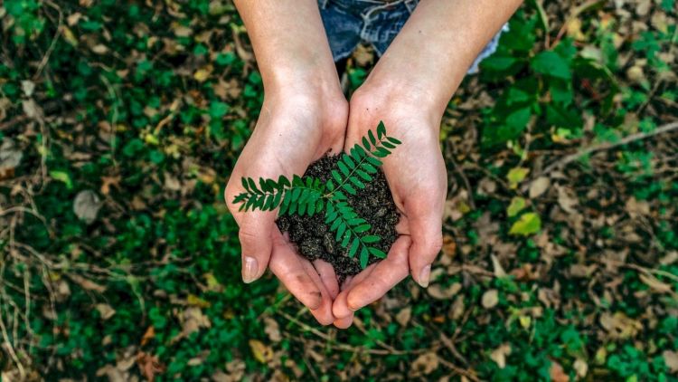 Sustainability in Schools